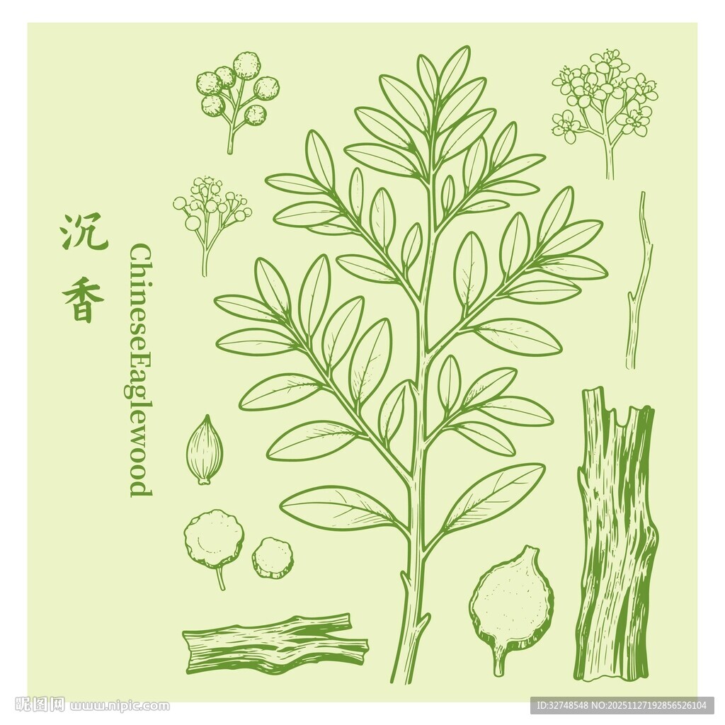 沉香植物图示及部分形态