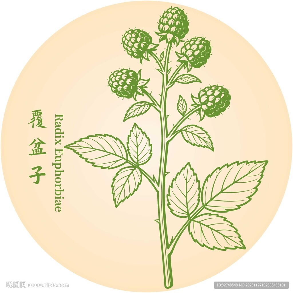 覆盆子植物插画