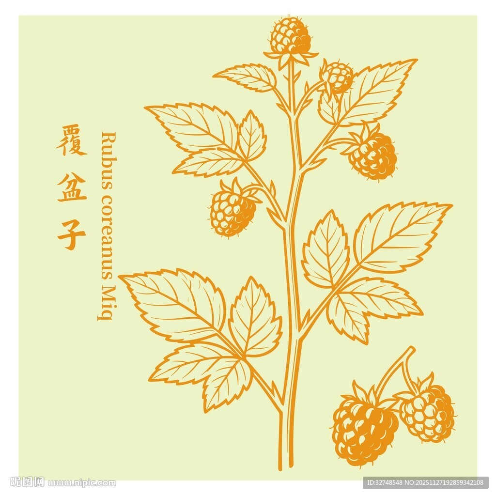 手绘覆盆子植物插画