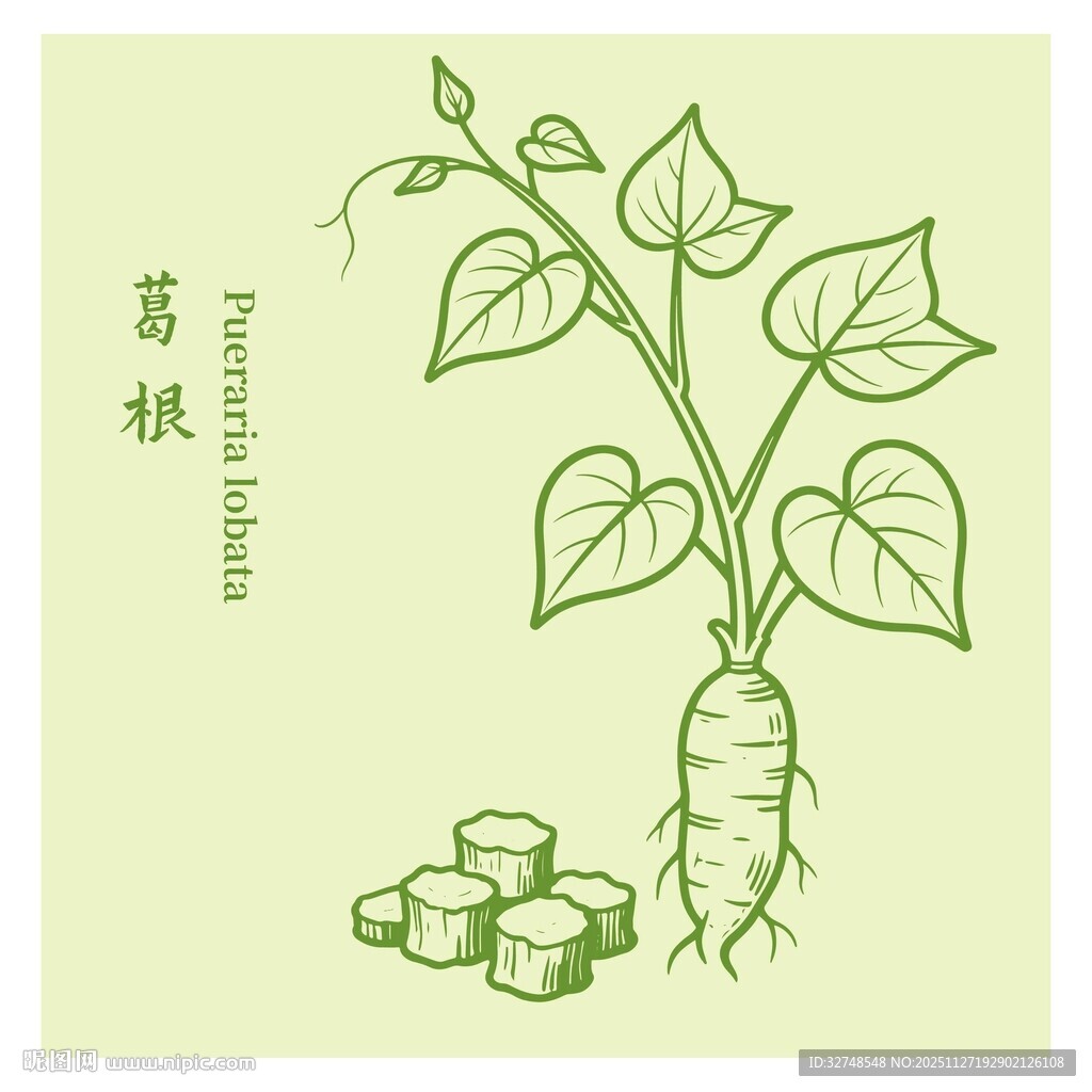 手绘葛根插画展示