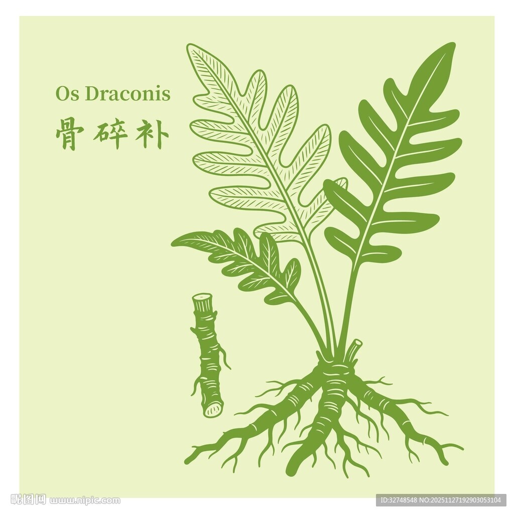 骨碎补植物图示