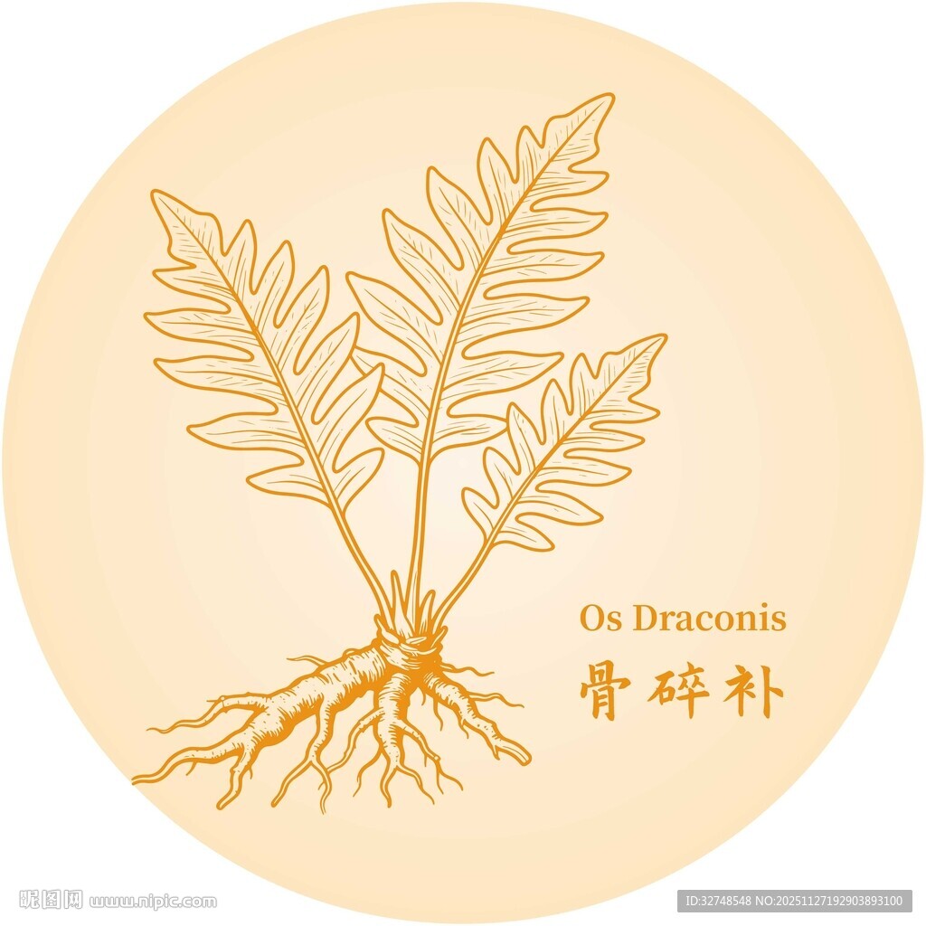 骨碎补植物图示