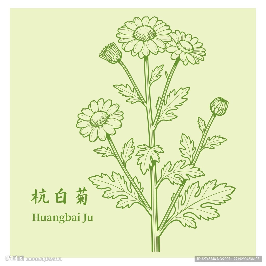 手绘杭白菊插画