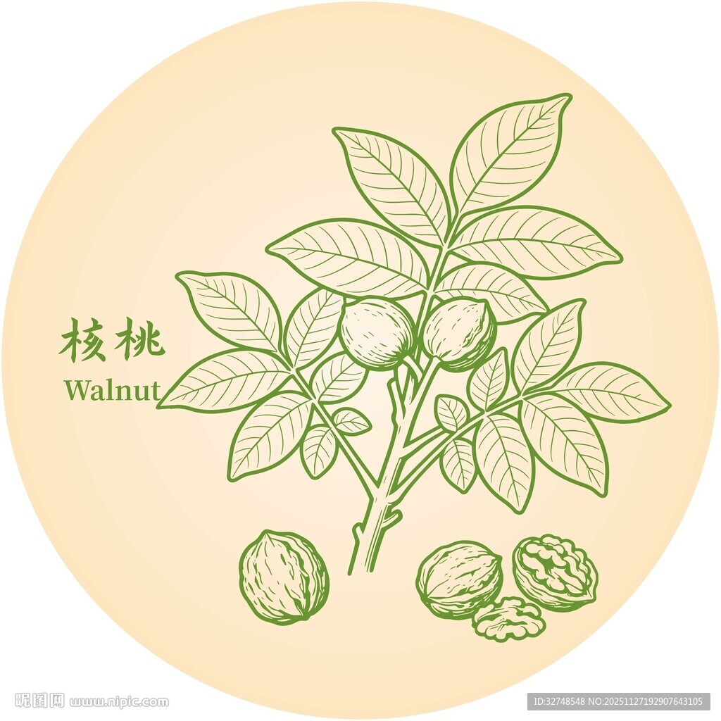 核桃植物插画