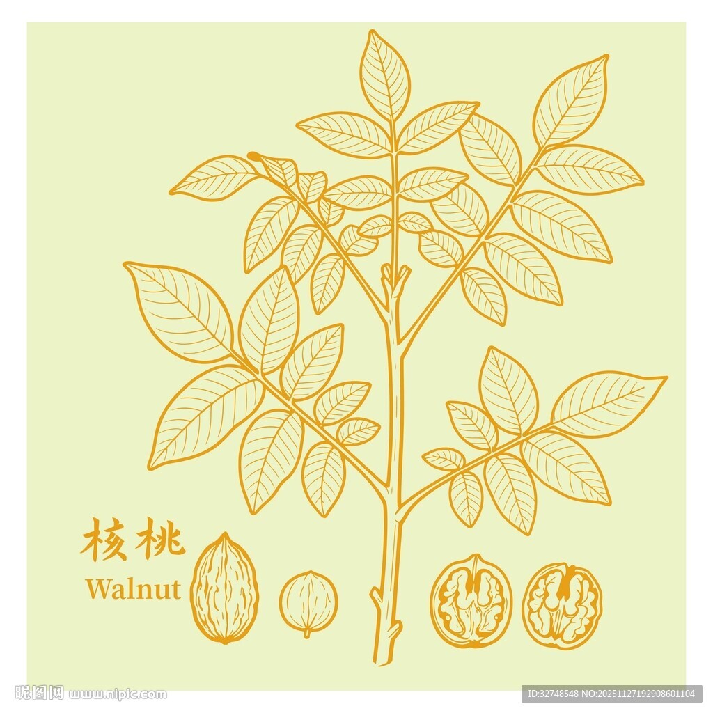 核桃植物图示