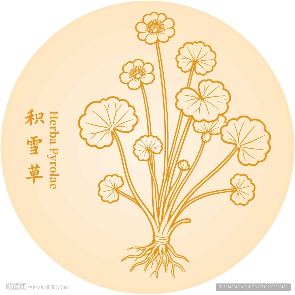 积雪草图案插画