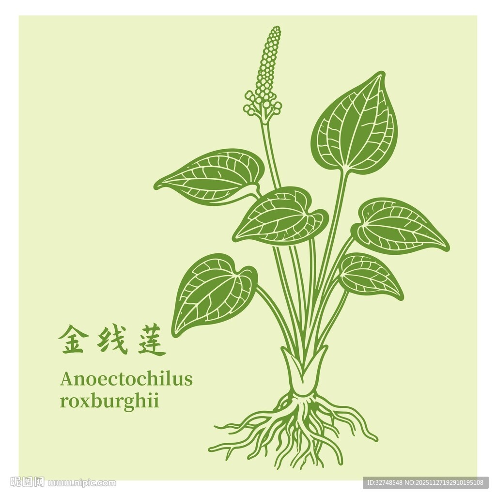 金线莲植物图示