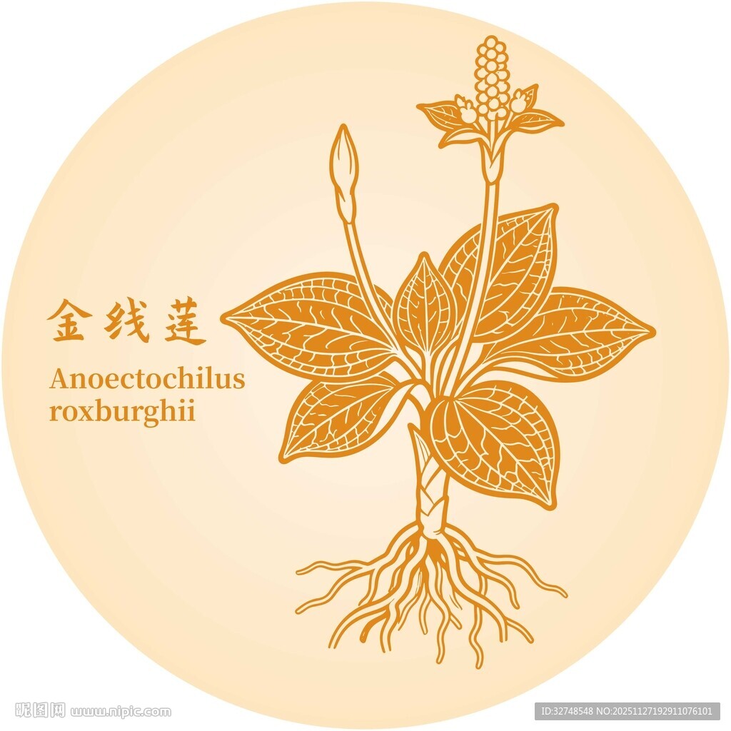 金线莲插画图案