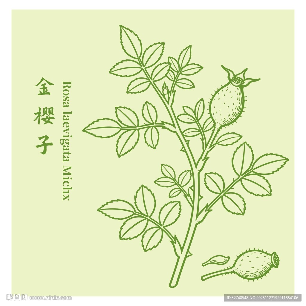 金樱子植物手绘图鉴