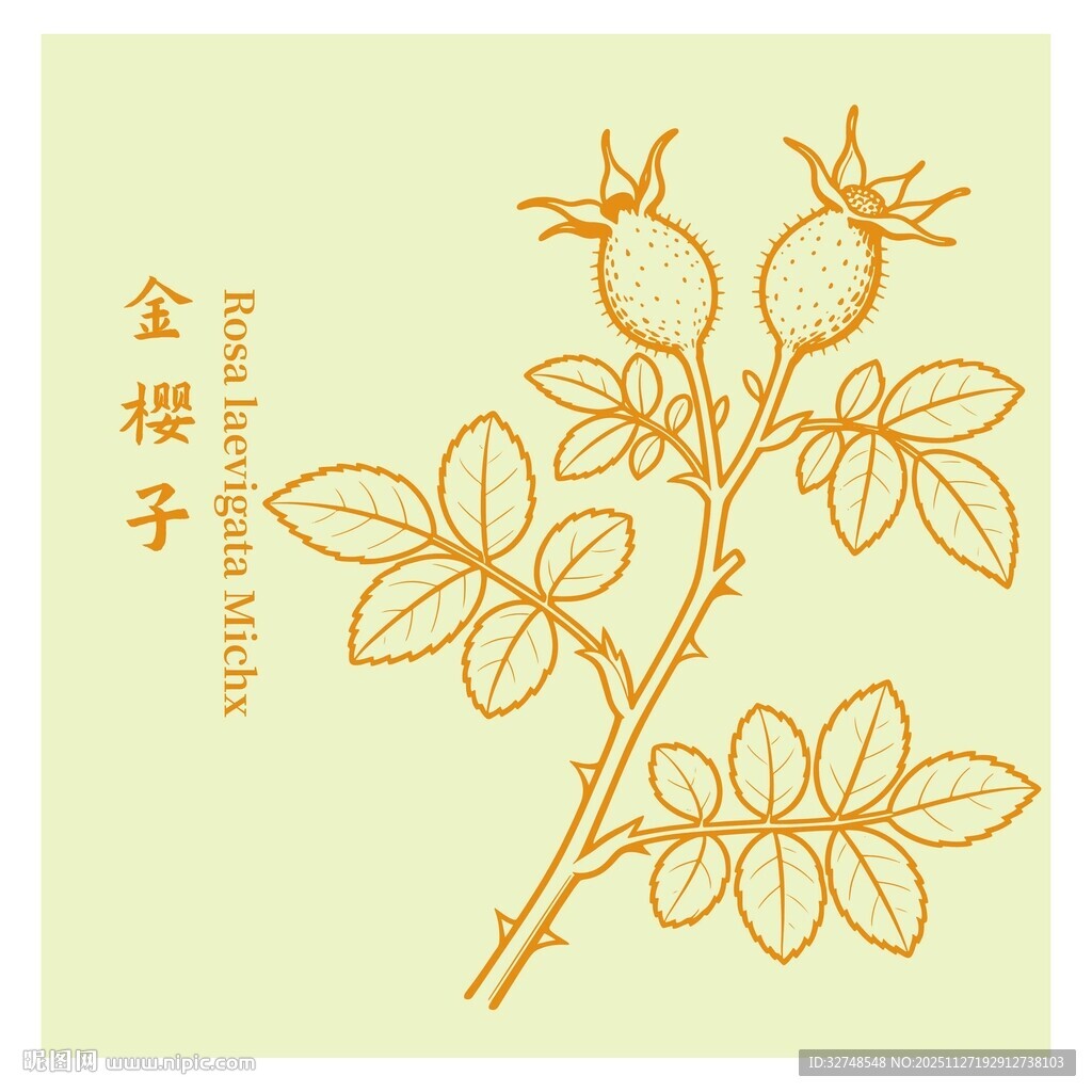 金樱子植物线描图