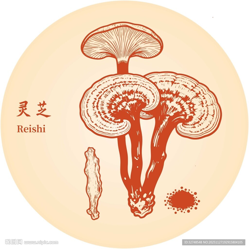 灵芝插画图
