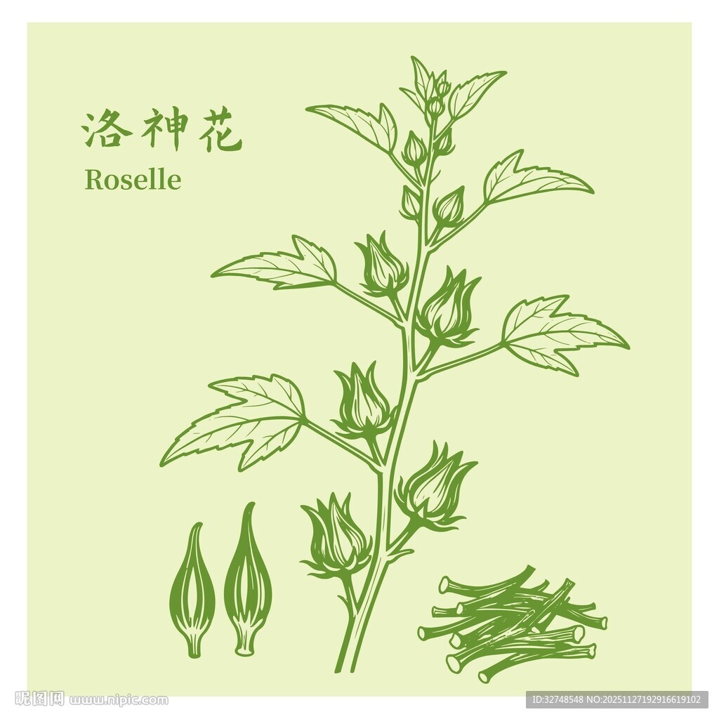 洛神花植物形态图示