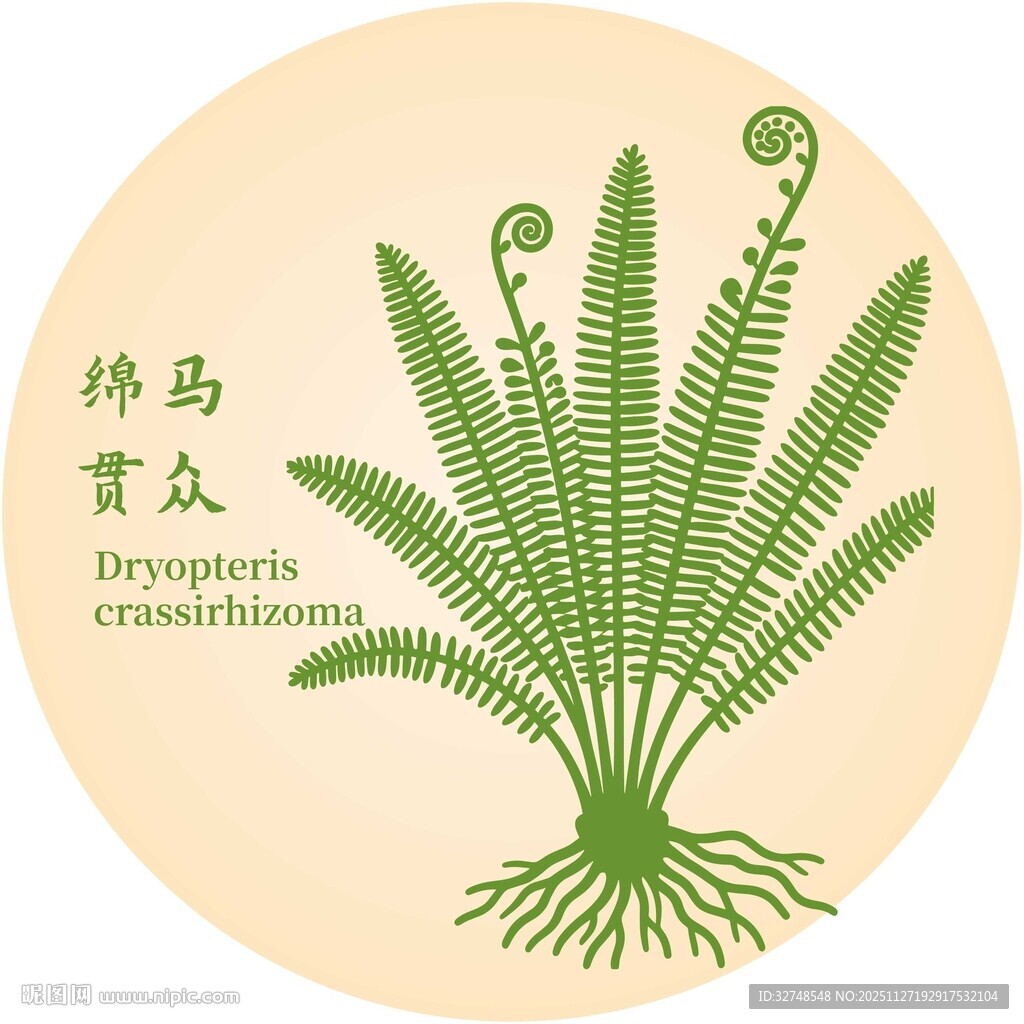 绵马贯众植物图示