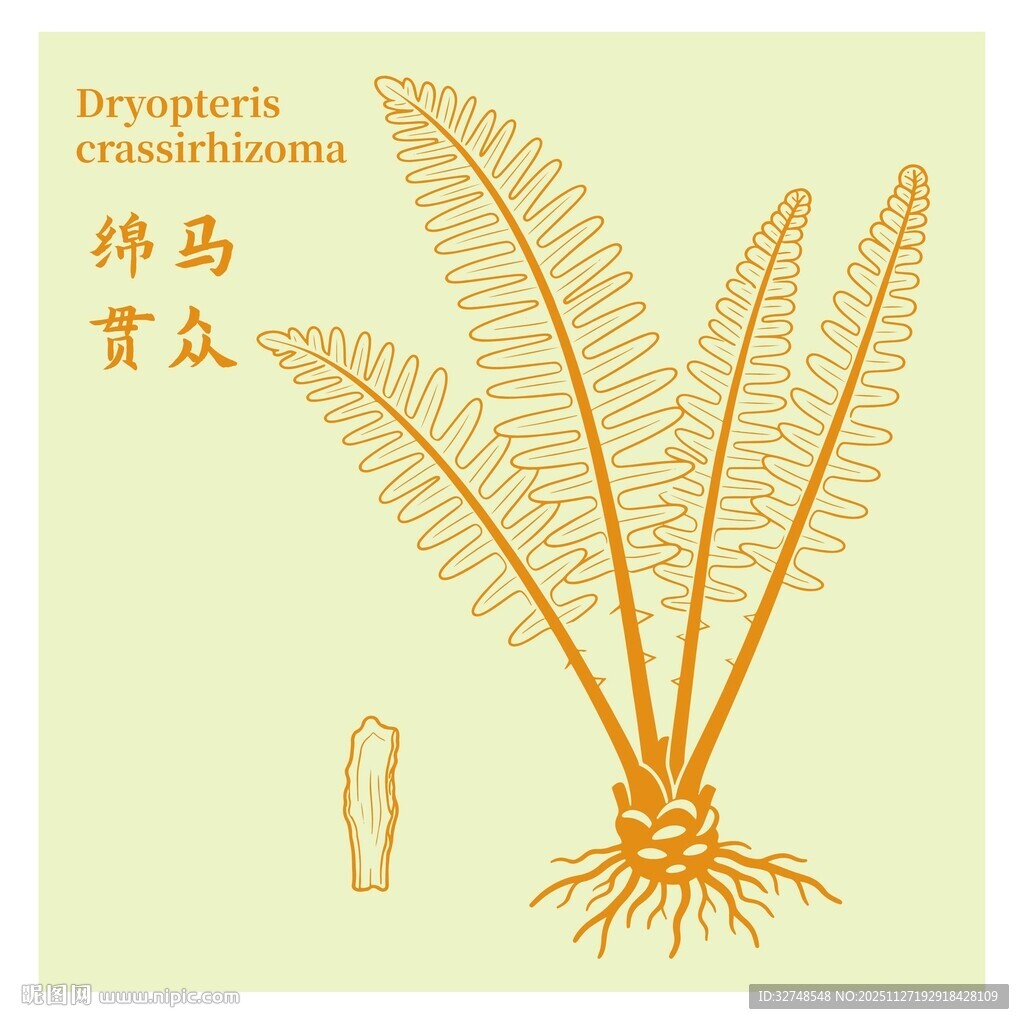 绵马贯众植物手绘图