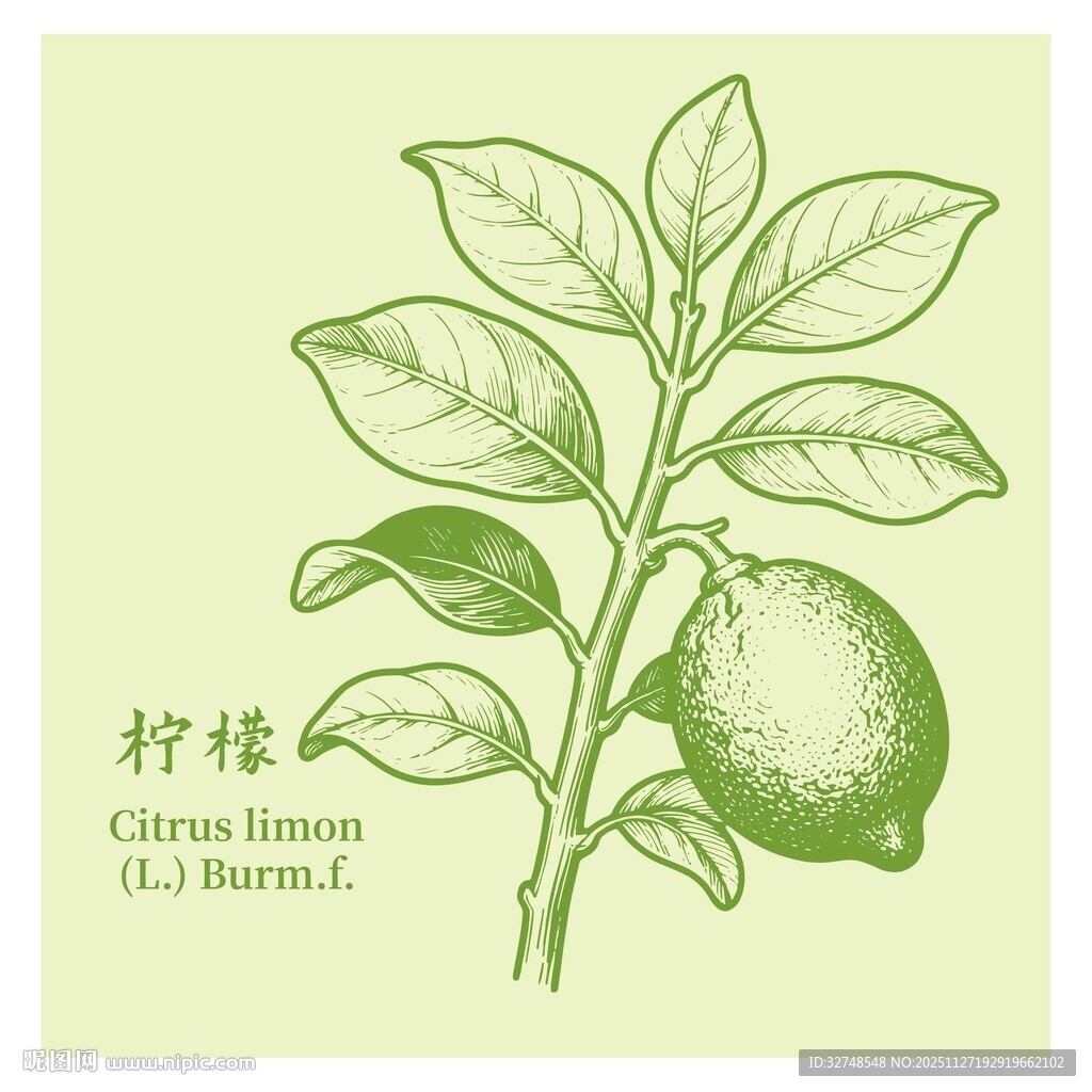 手绘柠檬枝