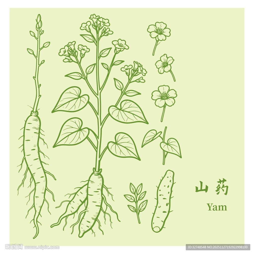 山药植株形态手绘图示