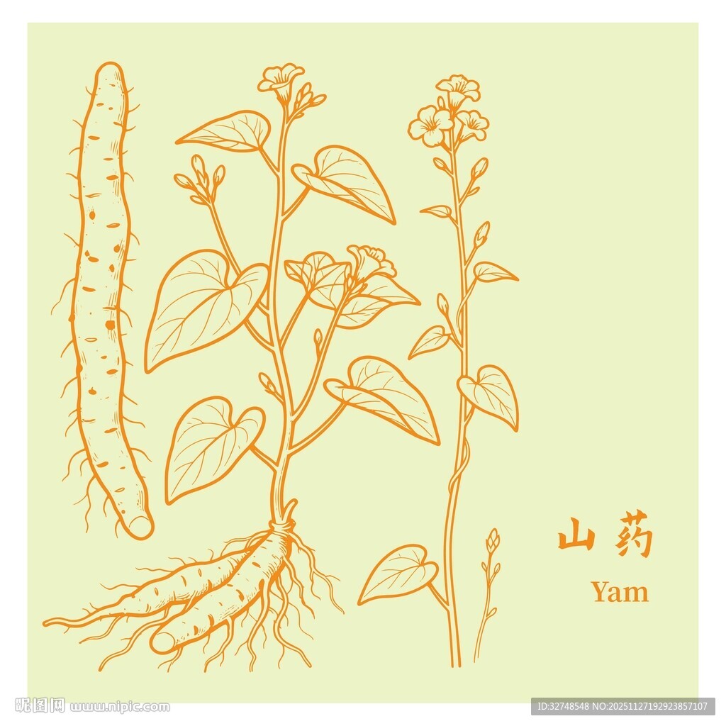 山药植物图示