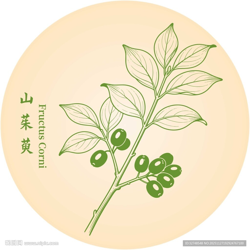 山茱萸植物插画