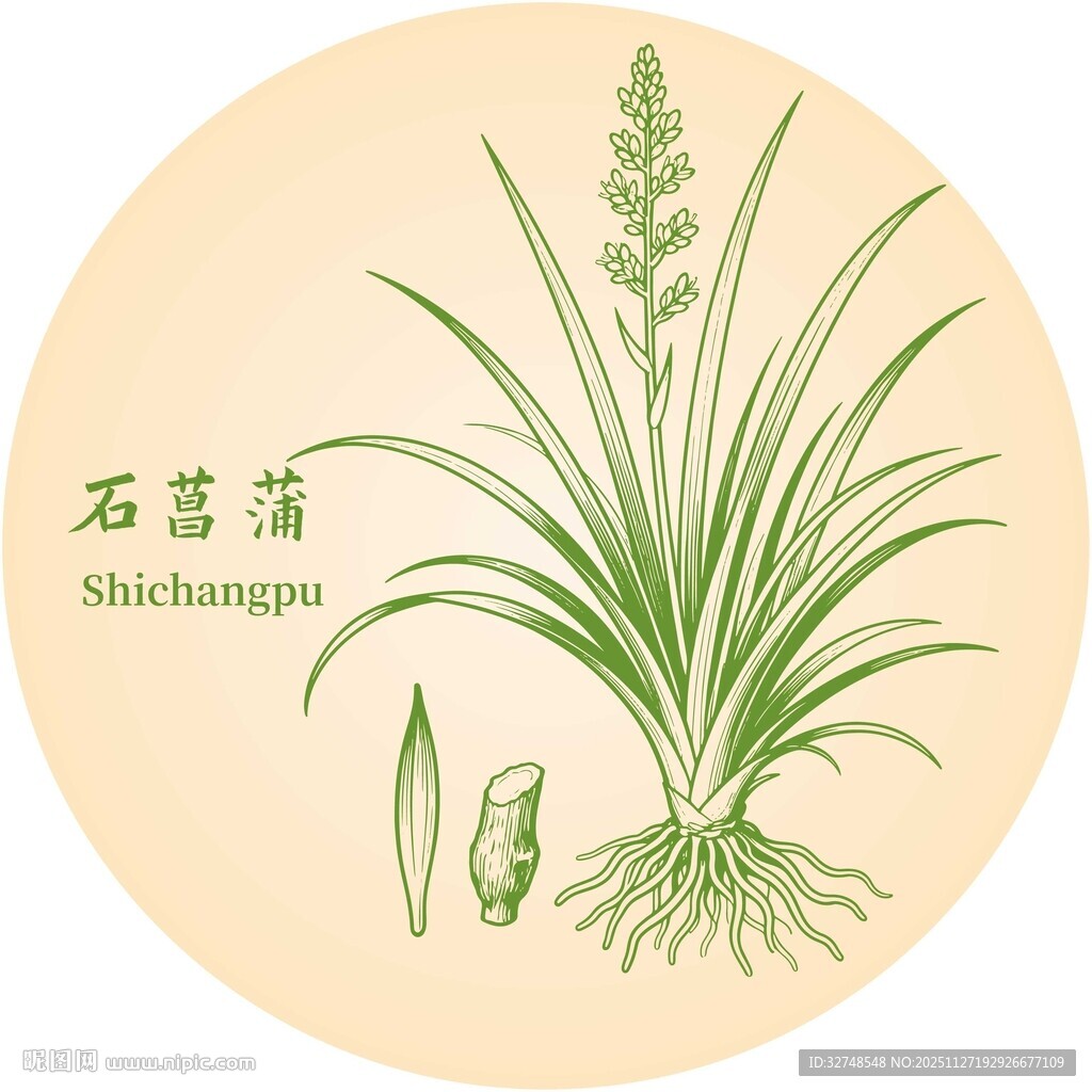 石菖蒲植物图示