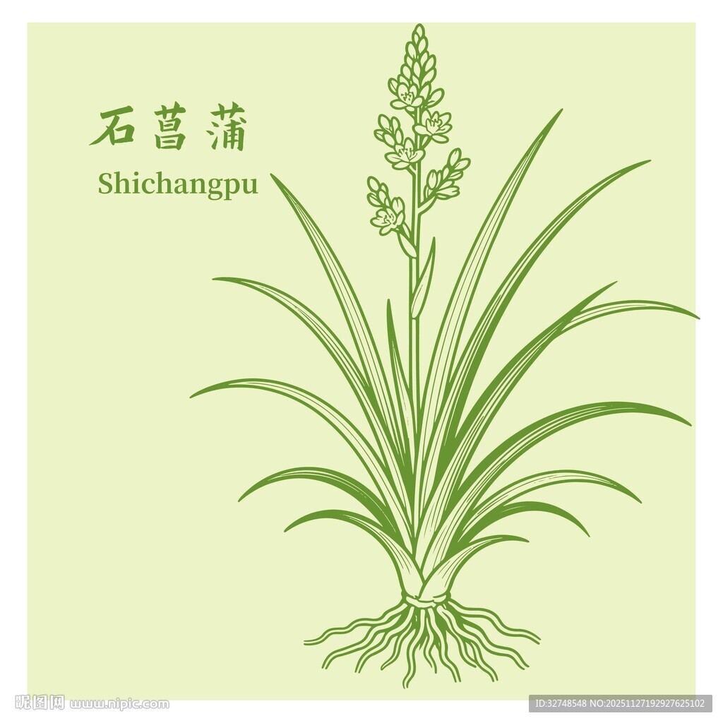 石菖蒲植物插画展示