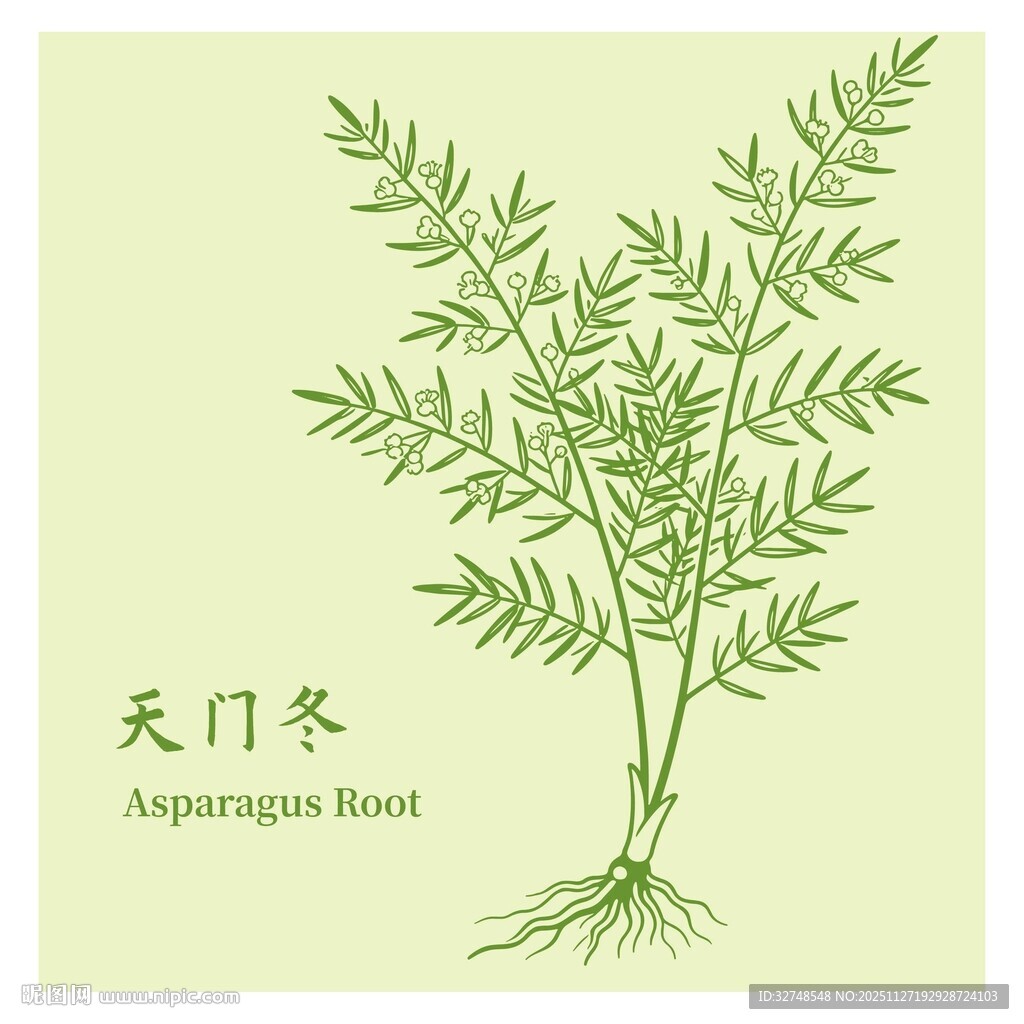 天门冬植物插画