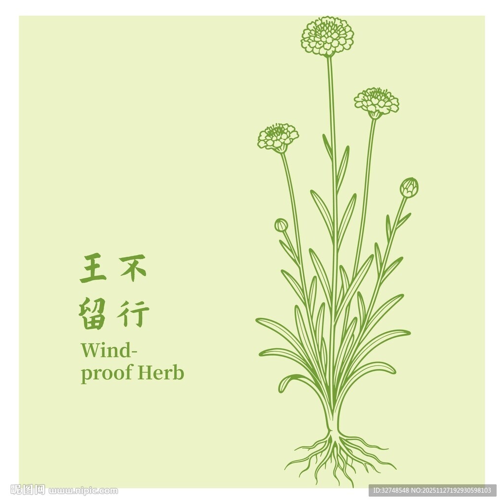 王不留行植物插画