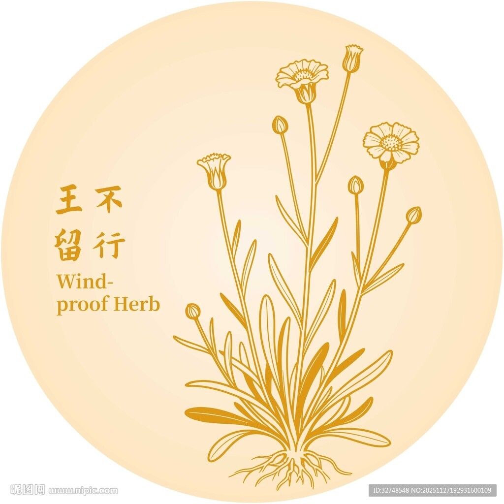 王不留行草药插画