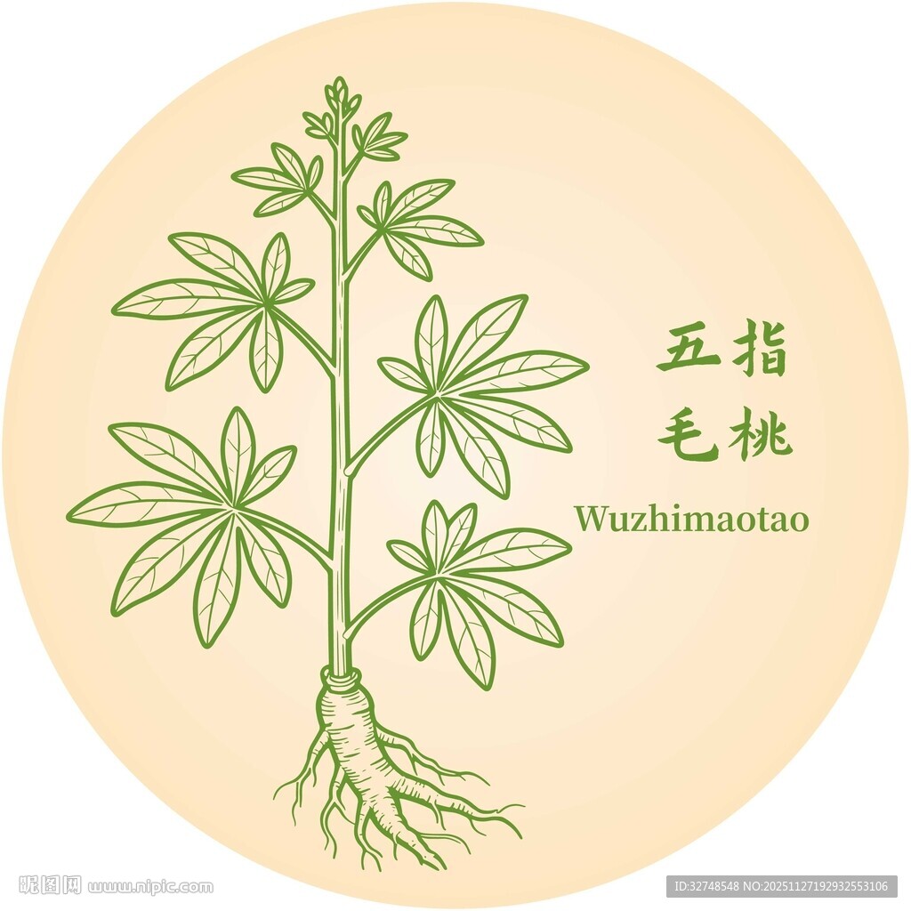 五指毛桃植物图示