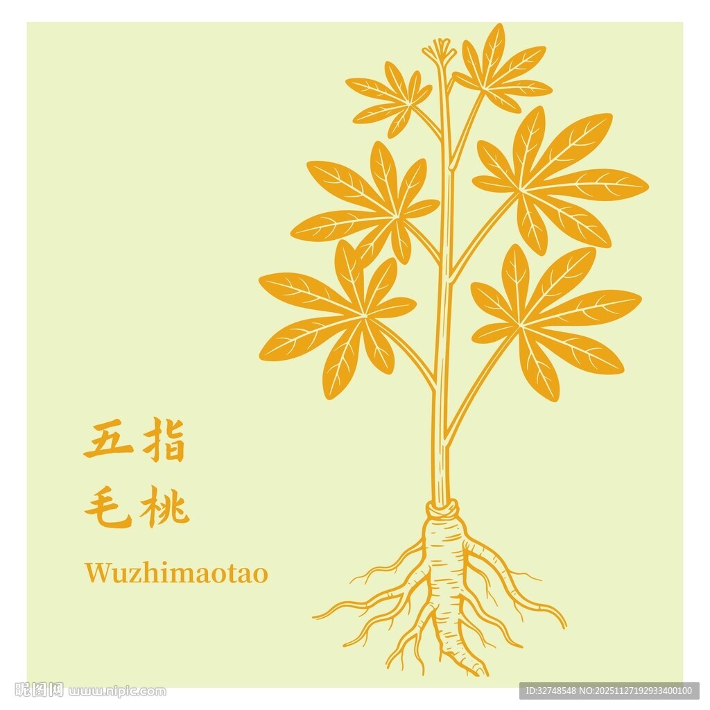 五指毛桃植物图示