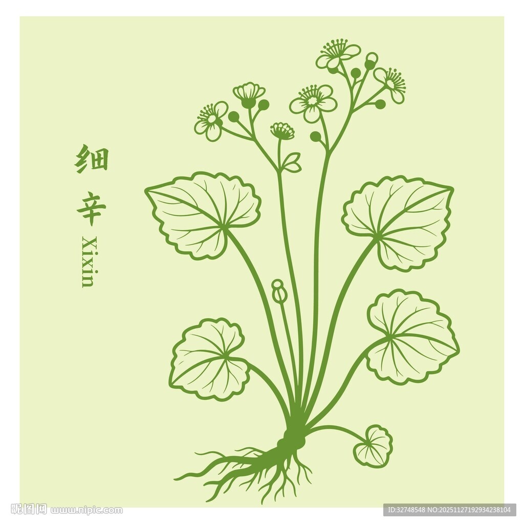 细辛植物插画