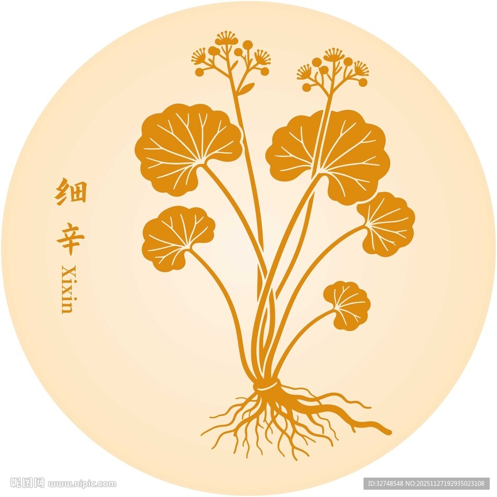 手绘细辛中药材