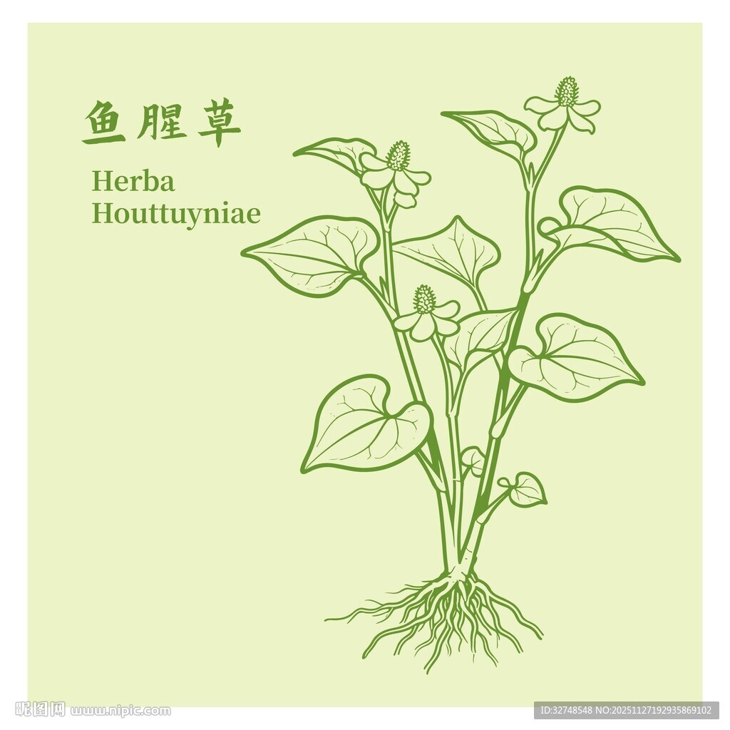 鱼腥草植物手绘图鉴