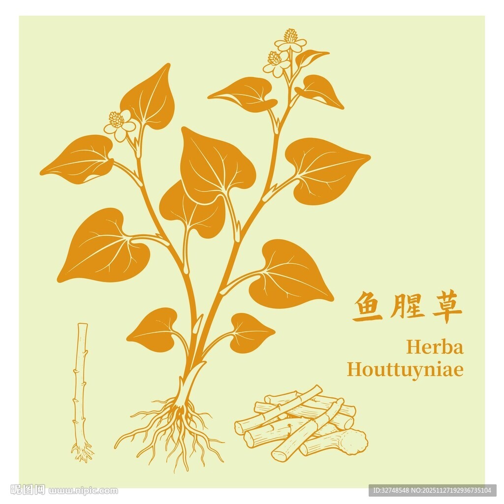 鱼腥草植物插画