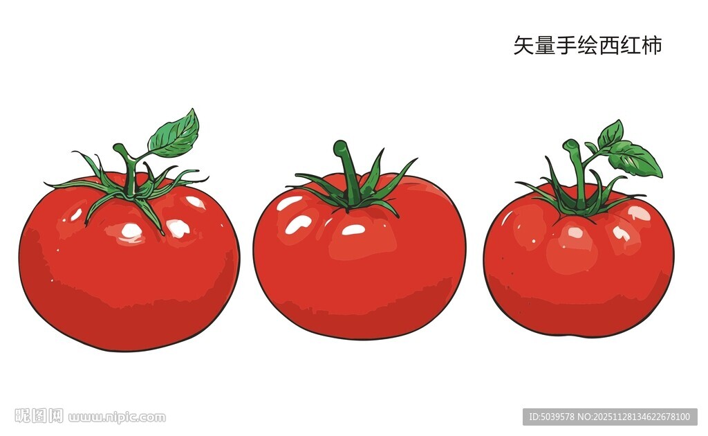 矢量手绘西红柿
