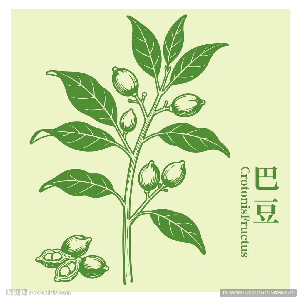 巴豆植物插画展示