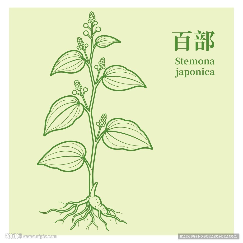 百部植物手绘插画