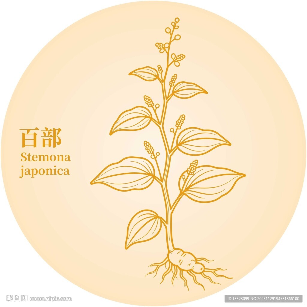 百部植物插画