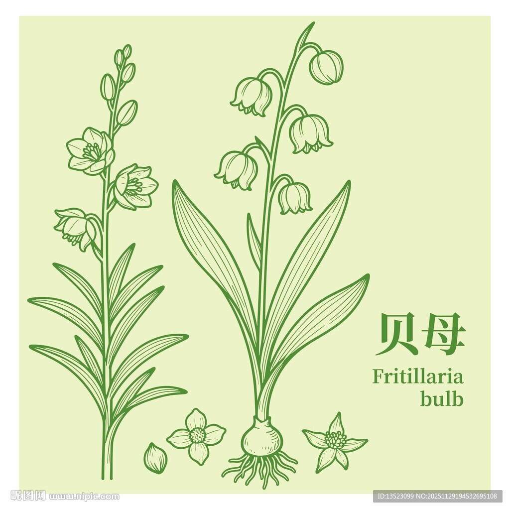 贝母植物手绘插画