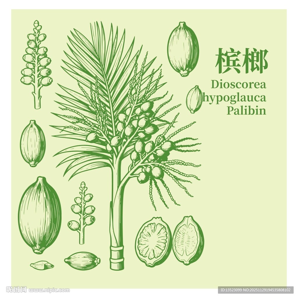 槟榔植物形态及果实展示