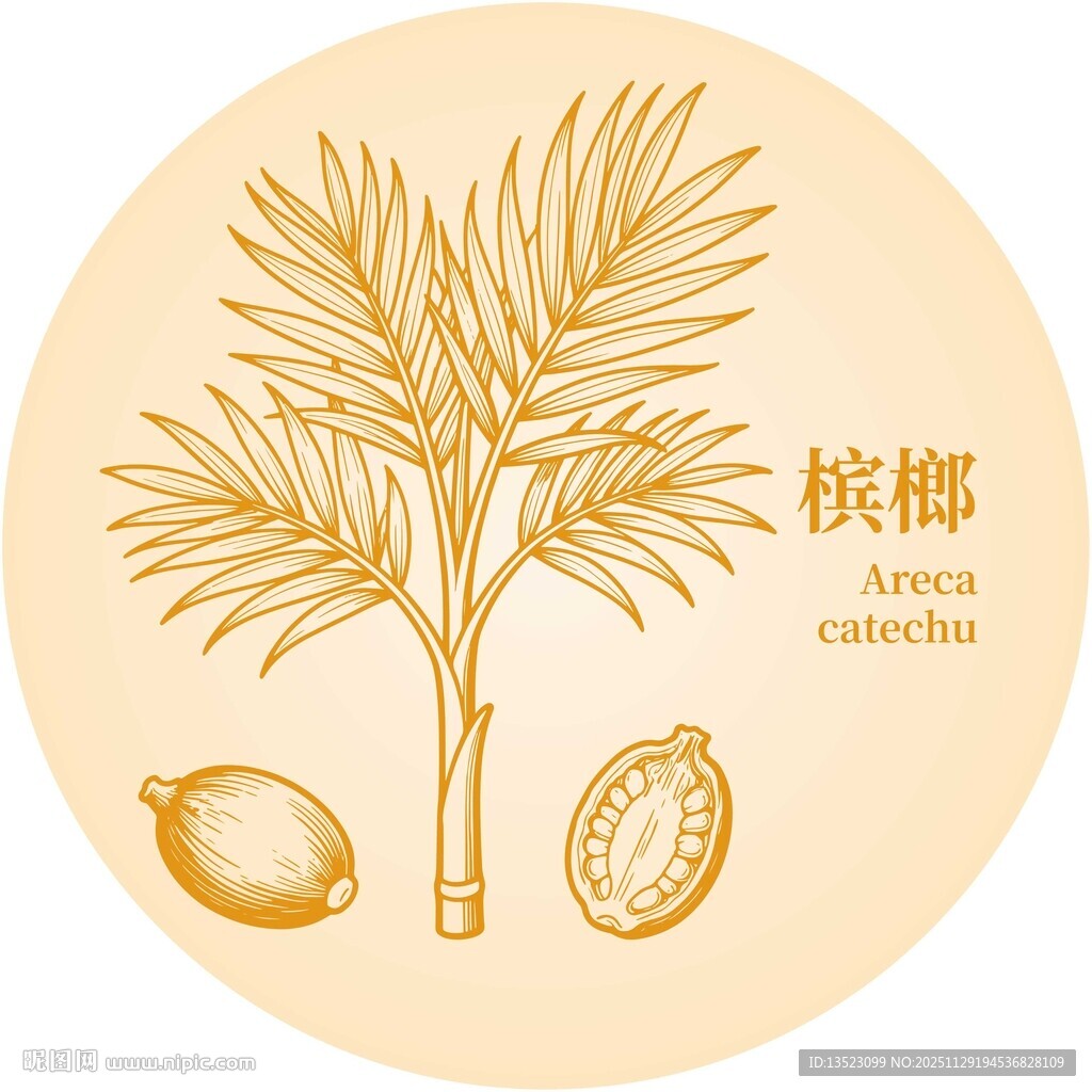 槟榔植物图示