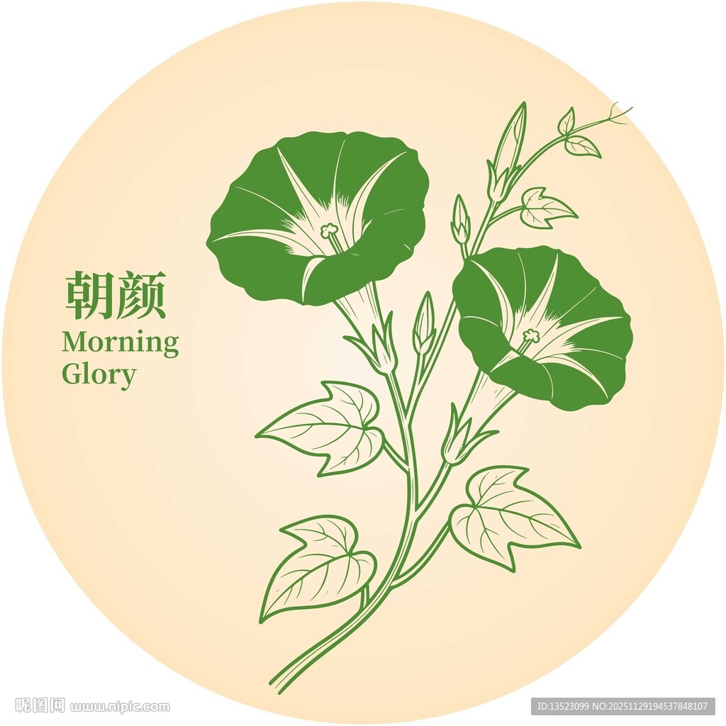 手绘朝颜花插画