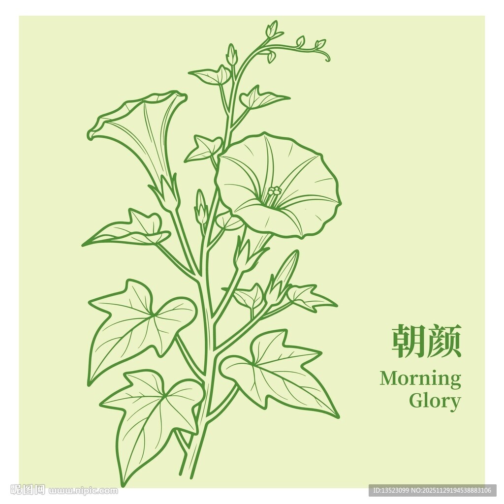 手绘朝颜花插画