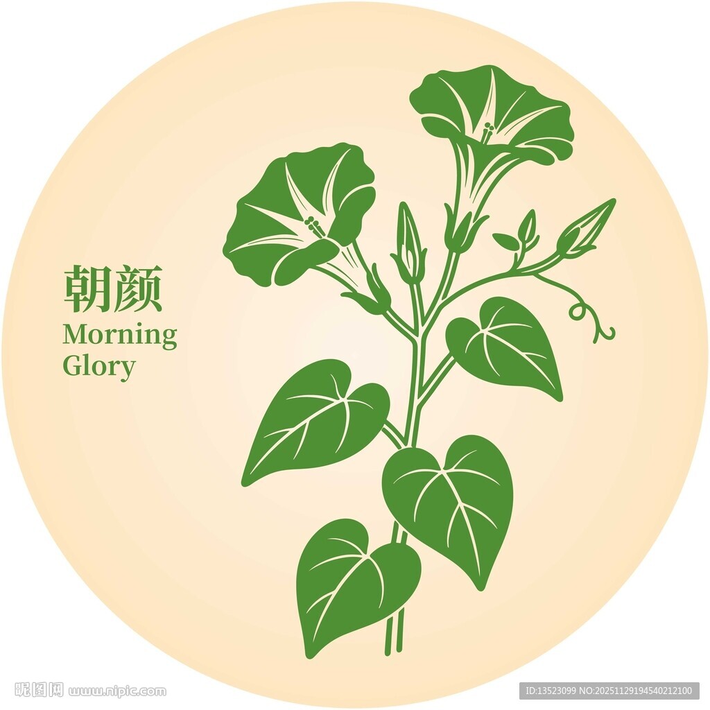 朝颜花图案设计