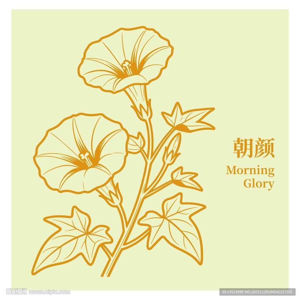 朝颜花卉线稿插画