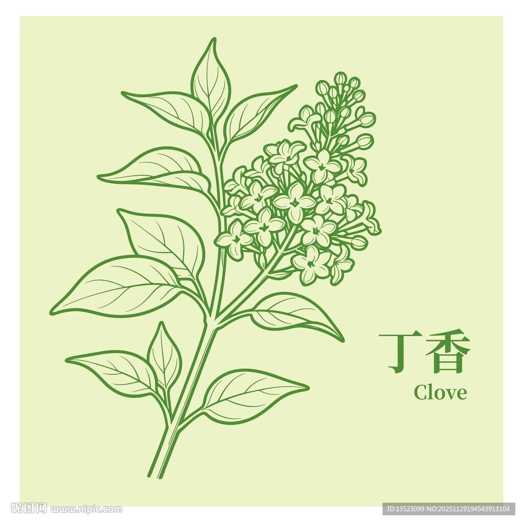 手绘丁香植物图