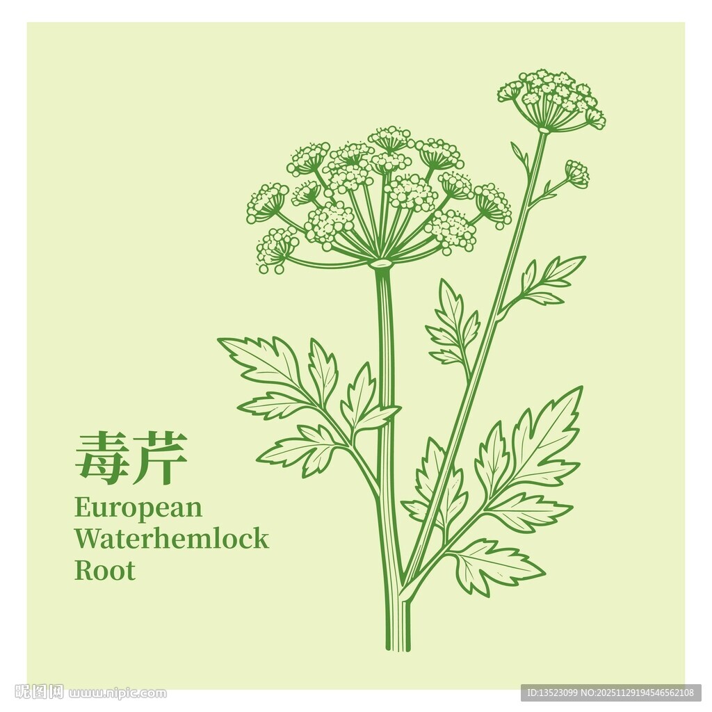 毒芹植物插画