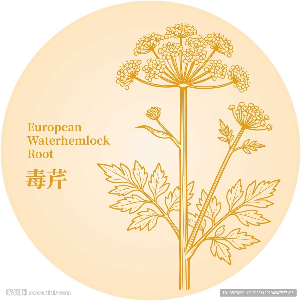 毒芹植物插画