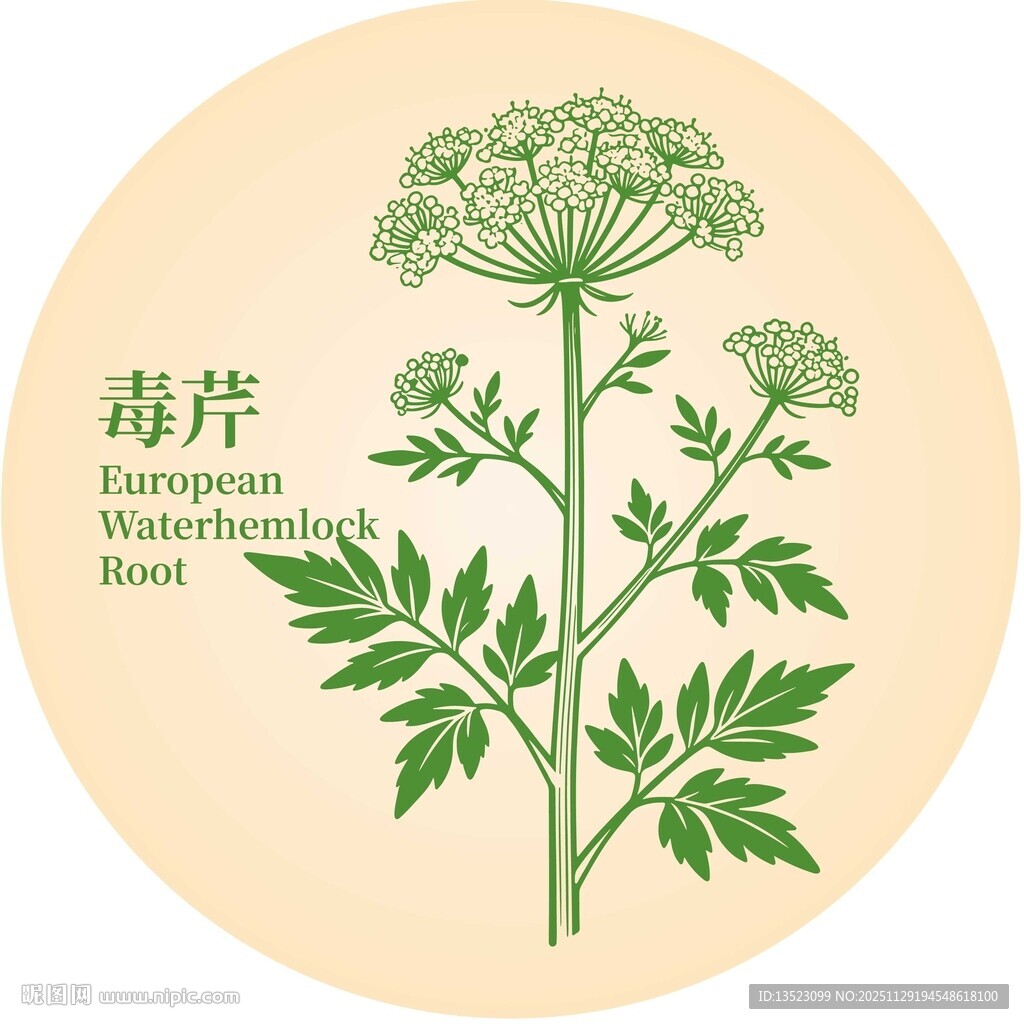 毒芹植物插画