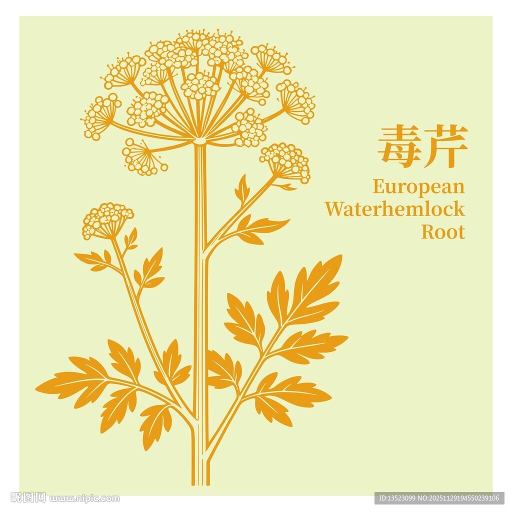 毒芹植物插画