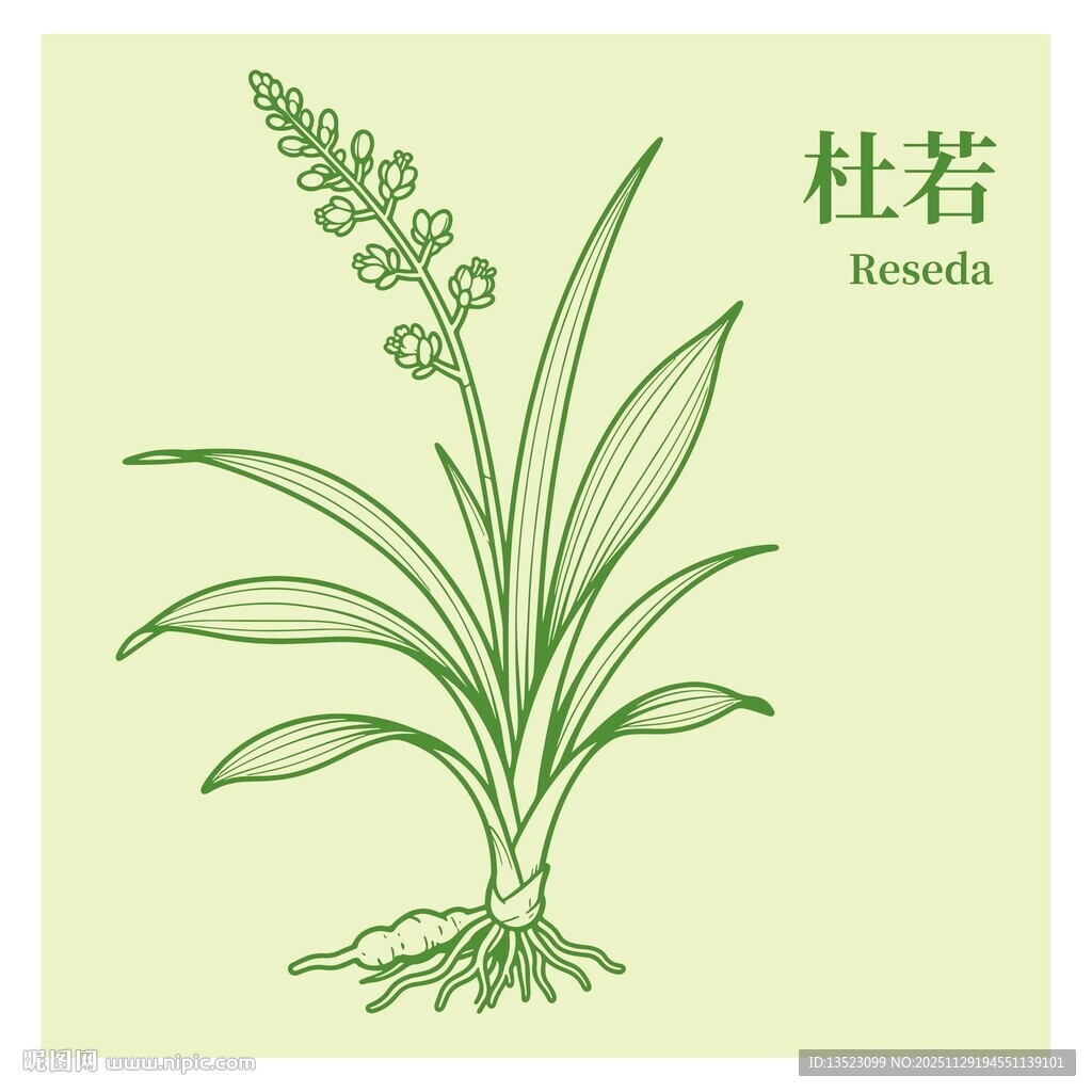 杜若植物手绘图